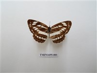 藏品(豆環蛺蝶)的圖片